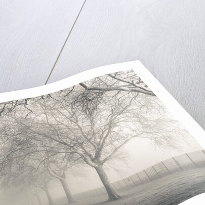 Pathway through trees by Assaf Frank